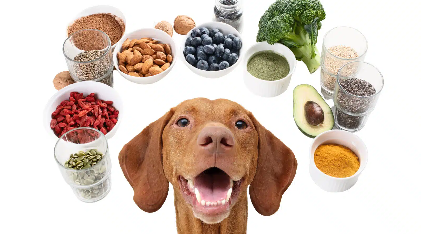 superfoods for dogs