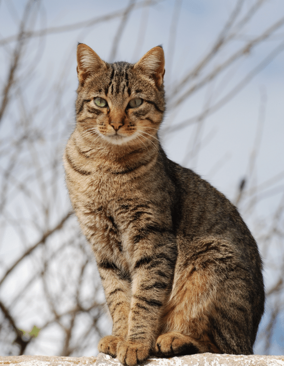 Healthy cat showing clean white teeth after dental care