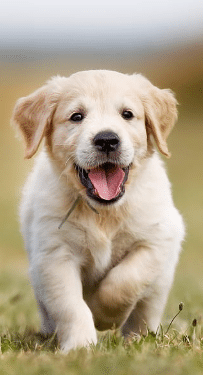 Healthy dog with clean white teeth after dental care