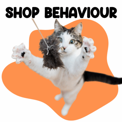 Cats Behaviour
