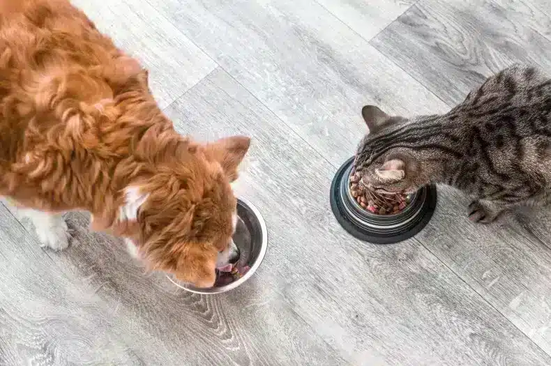 A cat and its kitten are eating their meal