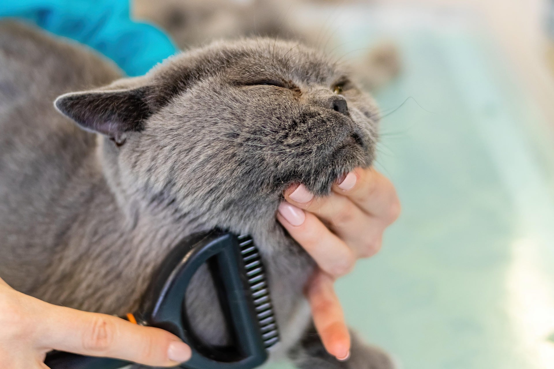A cute cat is enjoying grooming