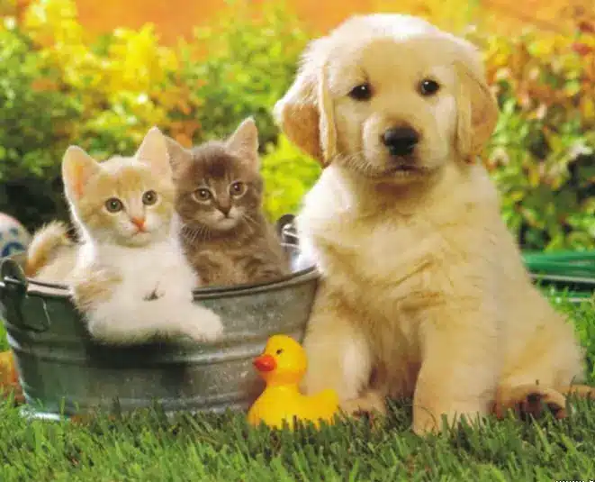 Happy dog and cat showing clean teeth