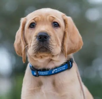 Happy dog chewing on dental treat to maintain oral hygiene - AVW.au