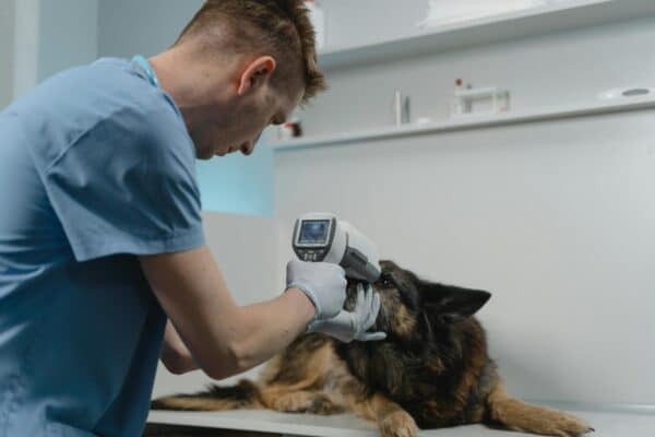 animal treatments
