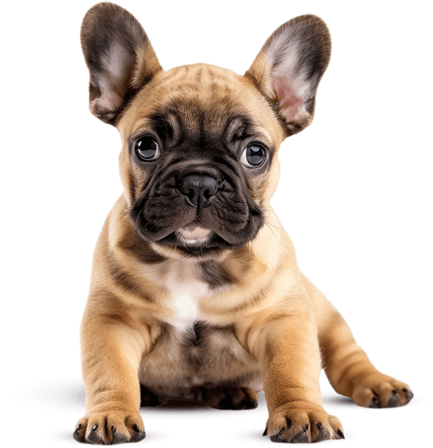 Small light brown puppy with black mouth